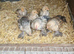 Sablepoot chickens
