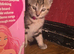 Tabby male