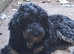 Home needed for rescue boy