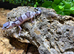 Tug Snow Leopard Gecko at Birmingham Reptiles