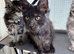 Gorgeous king Maine coons