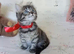 Gourgeous kittens for sale!!!