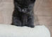 Gorgeous grey kitten