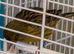 Canaries