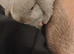 Blue lilac mini lop 4 months old & cage if wanted with it