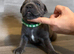 KC Registered Blue Staffordshire Bull Terrier Puppies ***Champions Bloodlines***