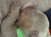 English bulldog puppies