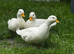 Call drakes ducks