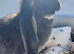 Big black otter French lop 8 month buck