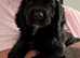 Kc 8 weeks puppy for sale