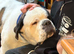 St Bernard