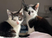 We have 2 beautiful kittens