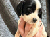 10 beautiful Sprocker spaniel puppies