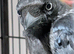 Jack daw (young bird)