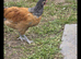 Polish bantam rooster 19 weeks old.