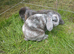 5 Plush lop x mix breed