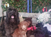 Beautiful cockapoo F1b puppies