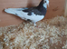 Pigeons