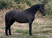 Part bred Friesian sports horse gelding
