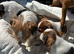 Jack Russell’s