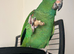 Female Amazon parrot