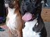 Boxer puppis  for  sale