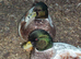 SILVER AND WHITE QUALITY CALL DUCK DRAKES