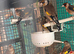 Goldfinch and mule for sale