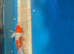 Kohaku koi 34cm