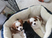 Blenheim puppies - 1 girl and 1 boy