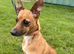 Miniature pinscher x Jack Russell
