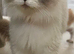 Persian x Maine Coon 1 girl left