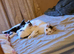 3 beautiful kittens for sale