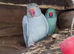 Ringnecks