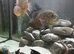 Rio jewel 450 aquarium