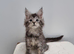 Pedigree Maine Coon Kittens for sale