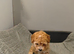 Toy poodle (read description)