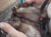 Kits hobs and jills out of half micro micro