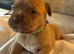 Dogue De Bordeaux in Torbay