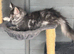 TICA reg Maine coon girl