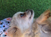 Chihuahua x imperial shihzu