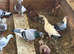 Pigeons