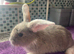 7 week old Lops