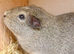 Stunning male guinea pig