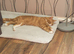 I have 2 male cats
