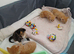 3 boy kittens