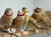 Starvfinch