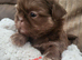 Special quality dobie Imperial shih tzu's