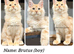 TICA registered Maine coon kittens READY NOW