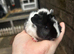 Baby guinea pigs ready to reserve